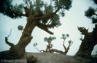 L’oasis des cyprès